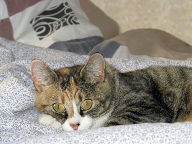 Котовторник - начало