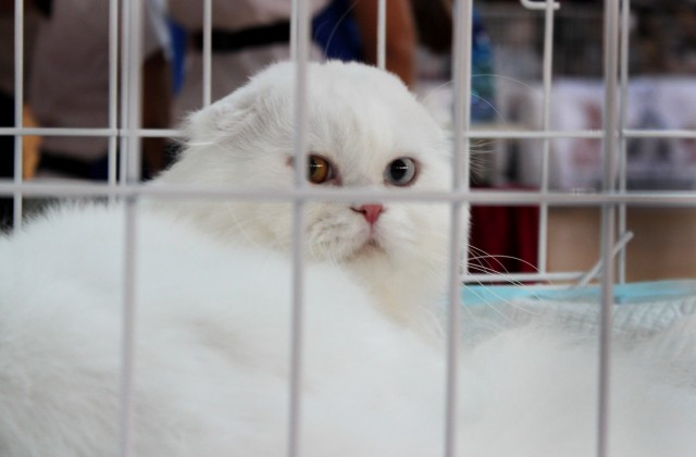 «Осенний Кошкент-2016»