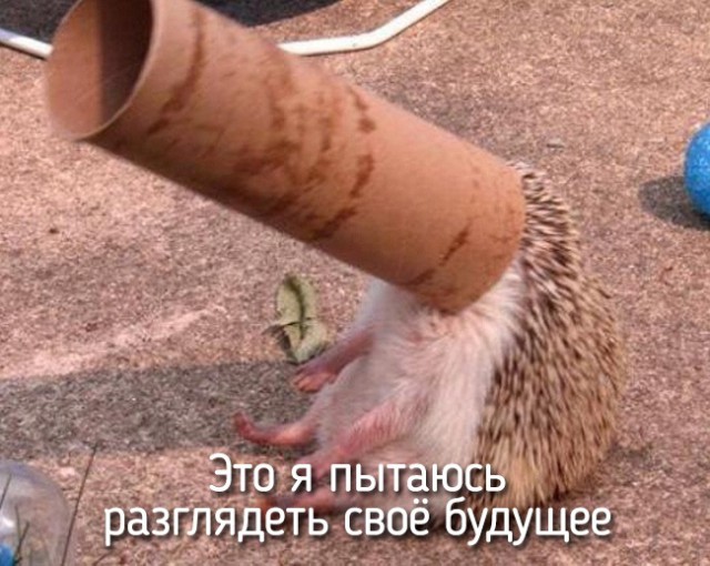 Самые смешные животные