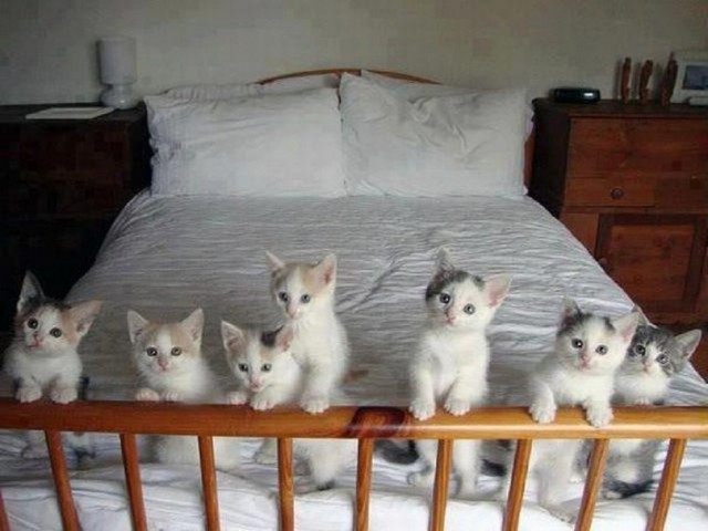 Коты из сети