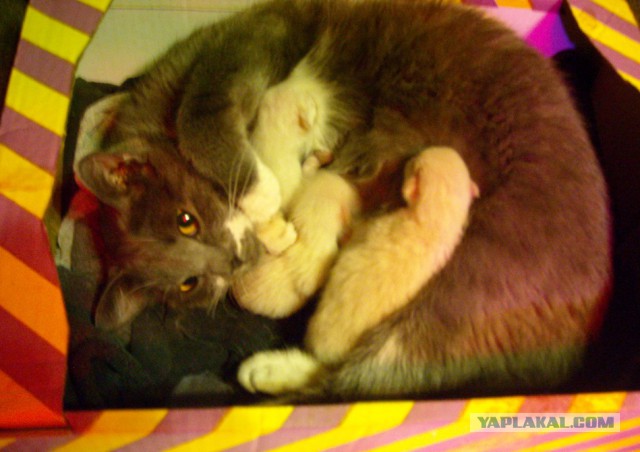 Коты и Кошки