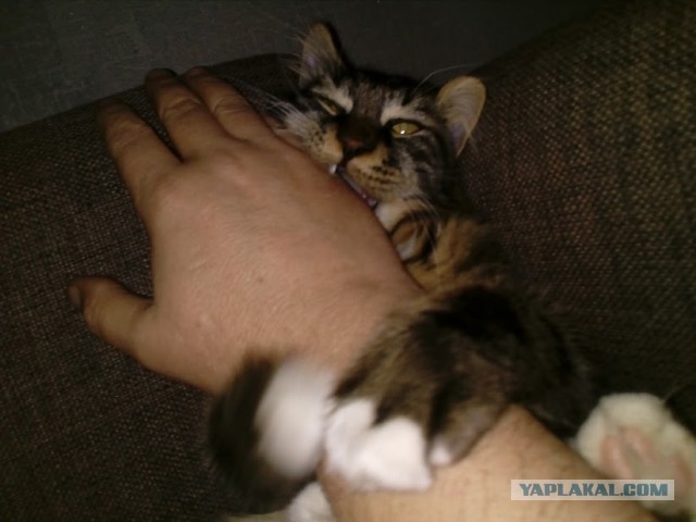 Котик же. Считаю - охуенен. Мой.