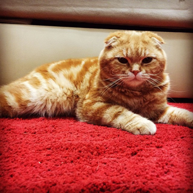 Коты и Кошки