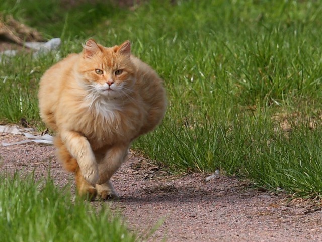 Коты и Кошки
