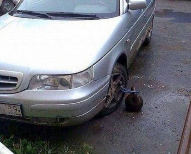 Смешные картинки