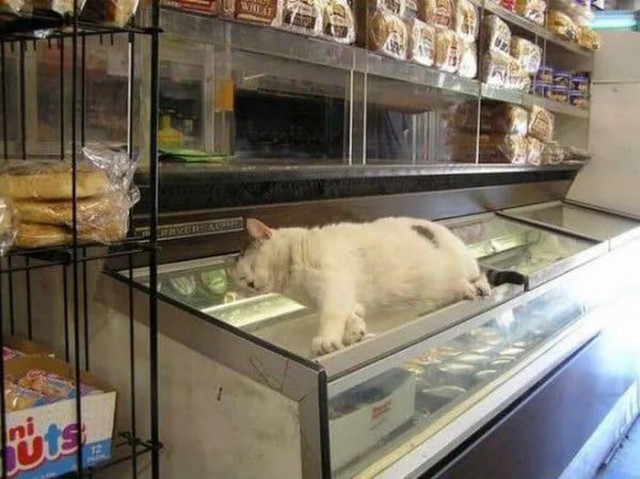 Коты и Кошки