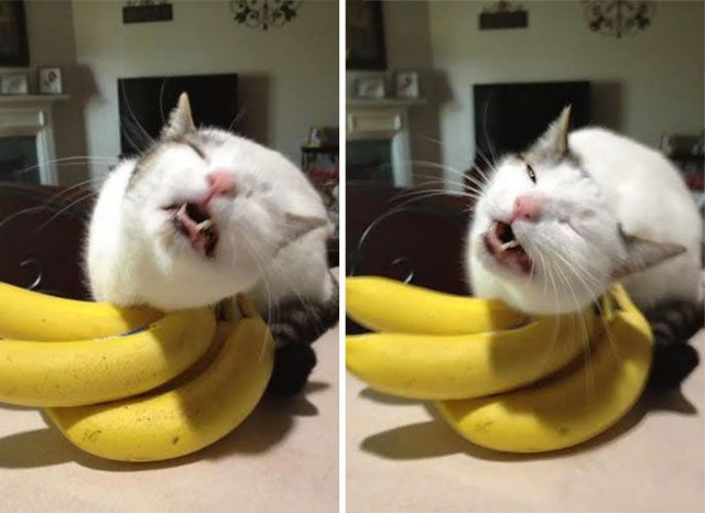 Коты и Кошки