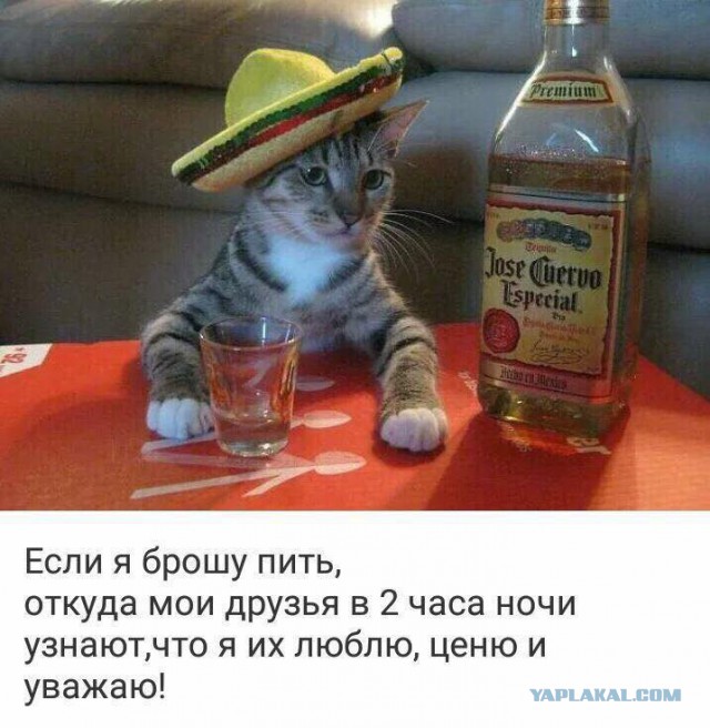 Прикольные картинки 20.06.2017.