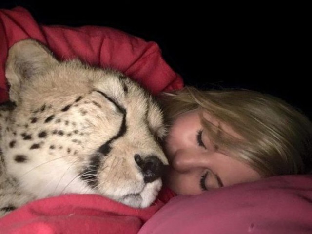 Она спасла котенка гепарда от охотников за трофеями