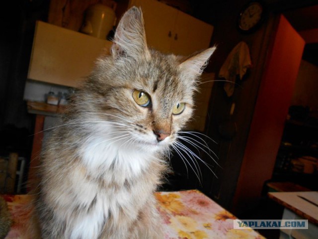 Жизнь домашнего приюта для котеек 171