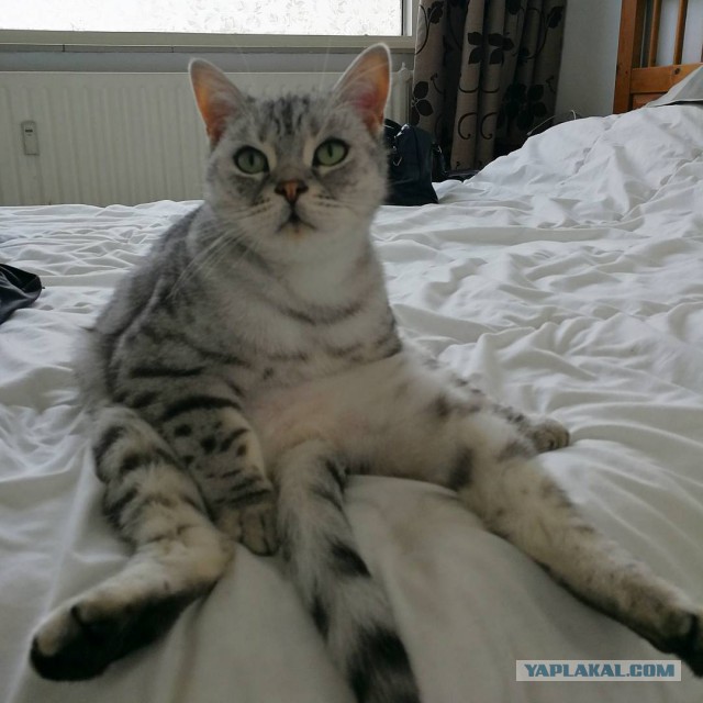 Котовторник 03.10.17.