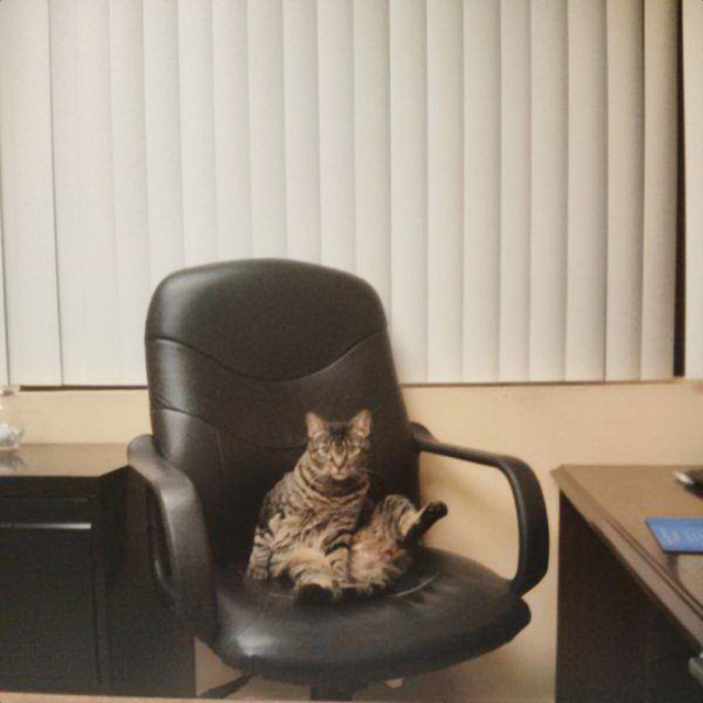 Коты и Кошки