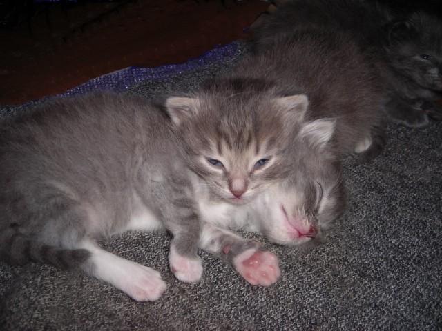 Коты и Кошки