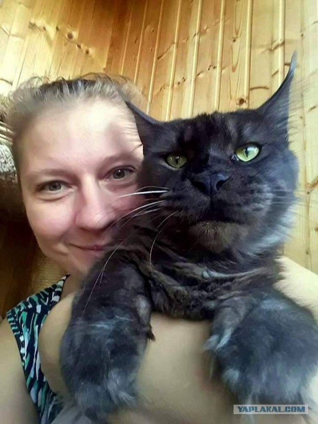 Джокер и его семья