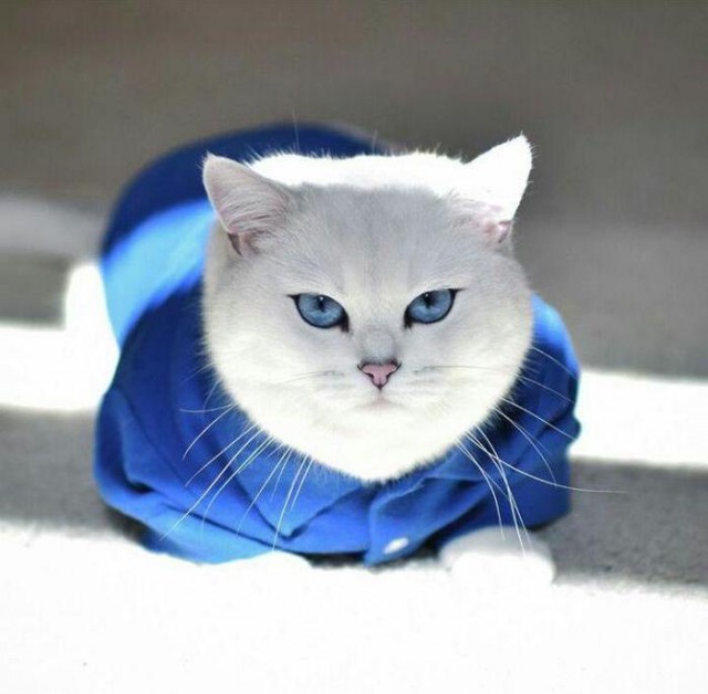 Прикольных котов пост