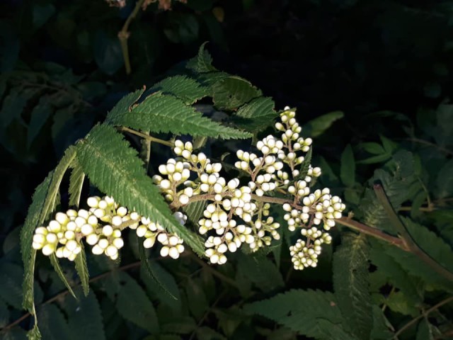 Просто Природа