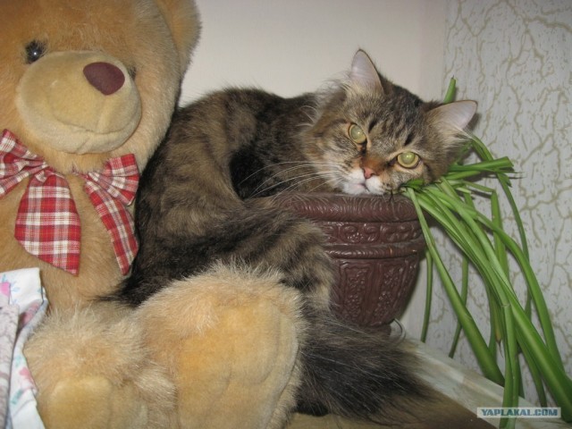 А как же Котовторник?!