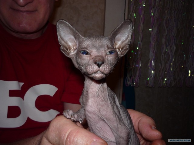 Котовторник - С праздником, котоводы!
