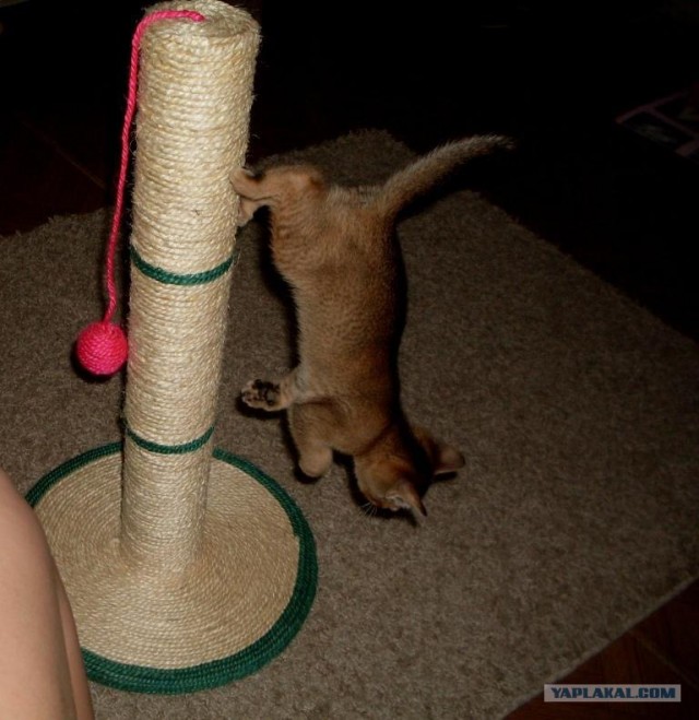 Котовторник  07.06.11