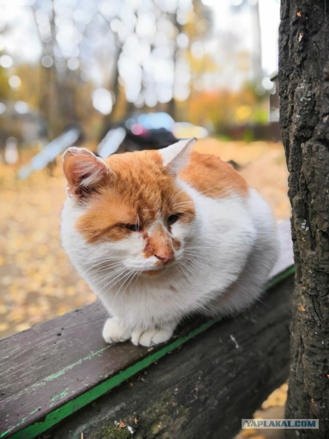 22 кота с сокрушительной харизмой, сопротивляться которой бесполезно