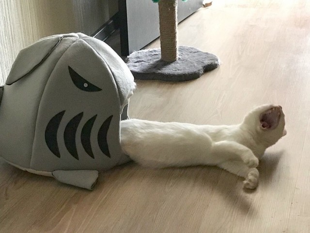 Прикольных котов пост