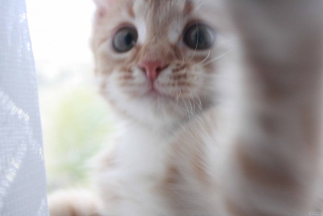 Котовторник (начало в супермаркете!)