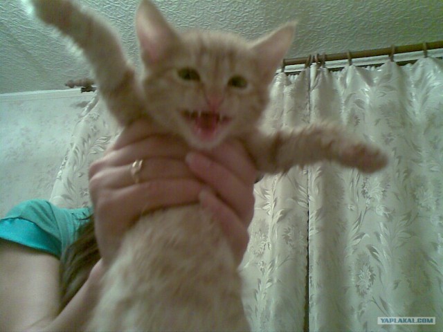 Котовторник (31.01.2012)