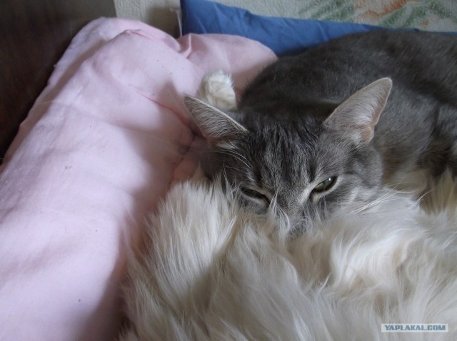 Котовторник  от 3.04.2012