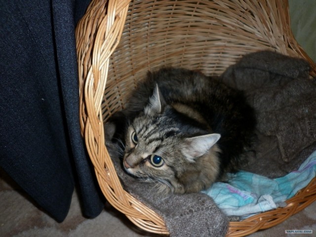 Котовторник 29.05.2012