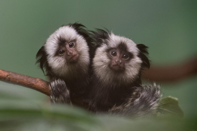 Милые животные. Мимиметр сломался