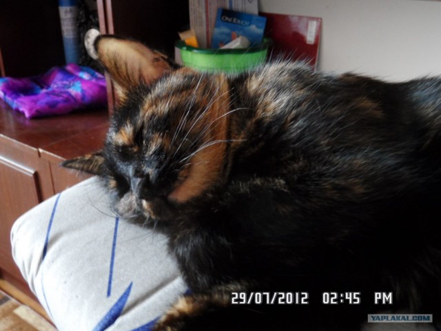 Котовторник 31.07.2012 г.