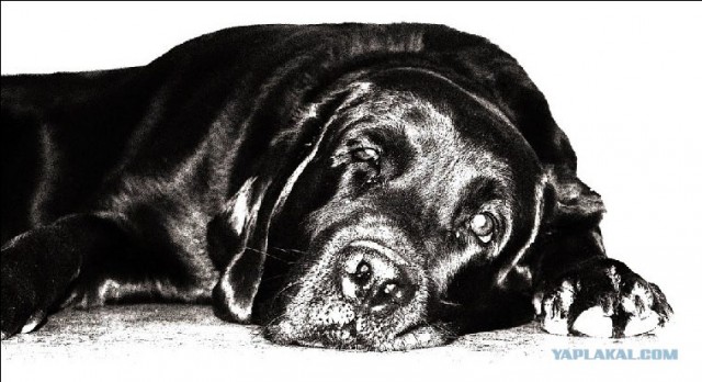 Собакочетверг!