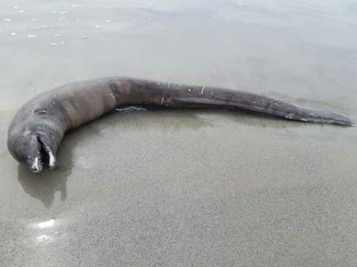 На пляже в Мексике нашли существо без глаз и со змеиным хвостом, и даже опытные рыбаки не смогли его опознать