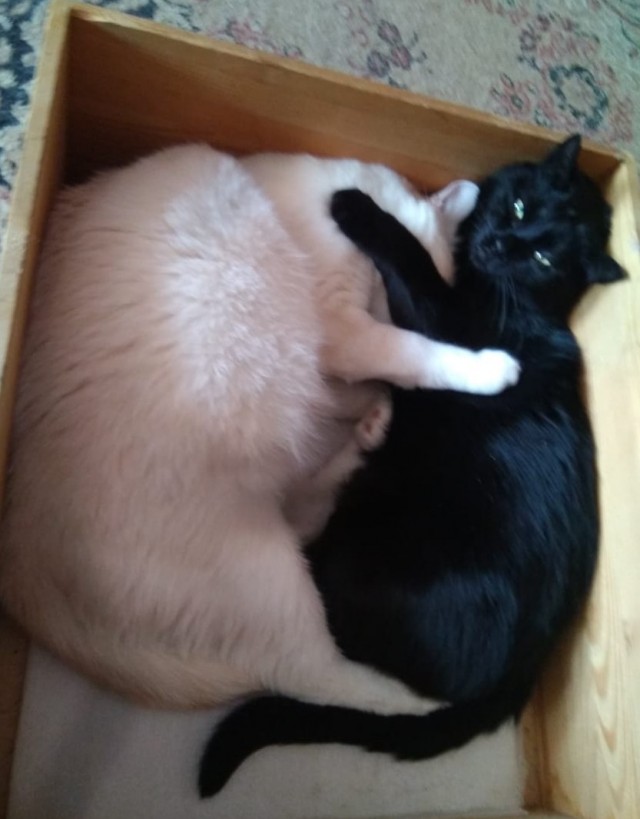 Котопост. Просто антикризисный котопост