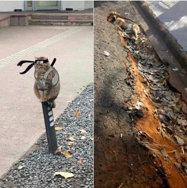 Японские бродячие котаны от Масаёши Ямамото