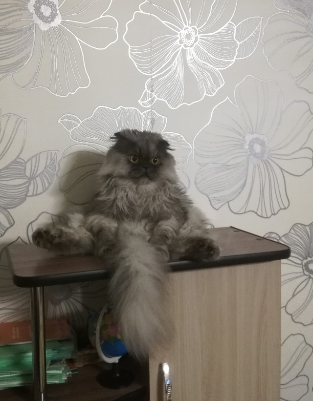 Котовторник. Добавляйте своих