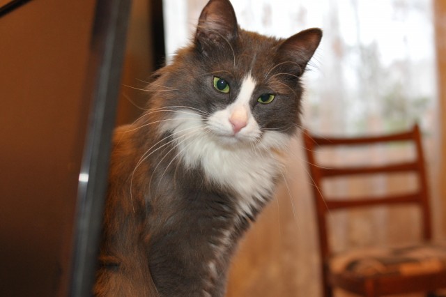 Котовторник 09.02.21. Свежие котики от Нарвского.