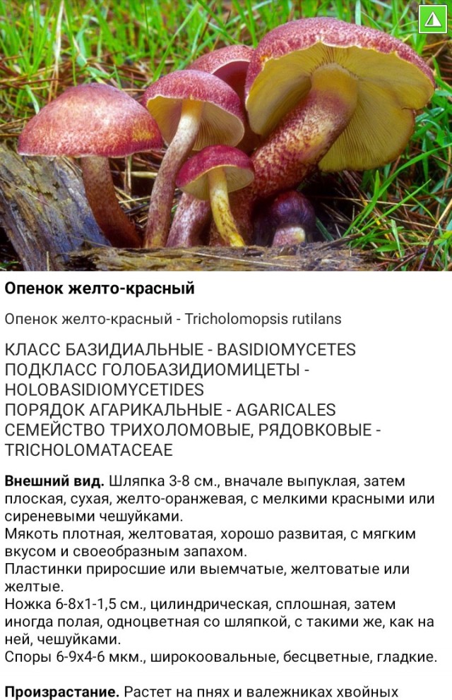 Тихая охота