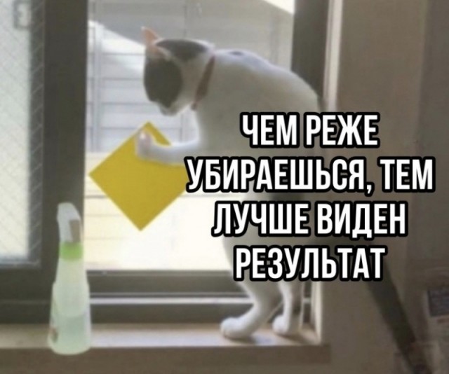 Весёлый полтишок 25.06.