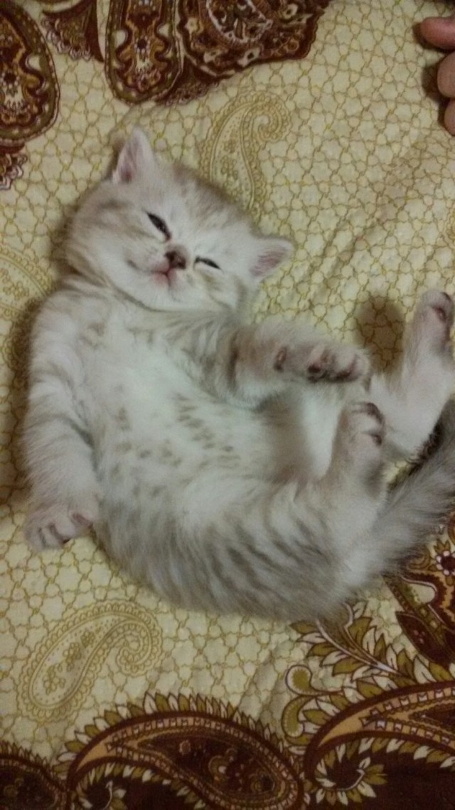 Котовторник