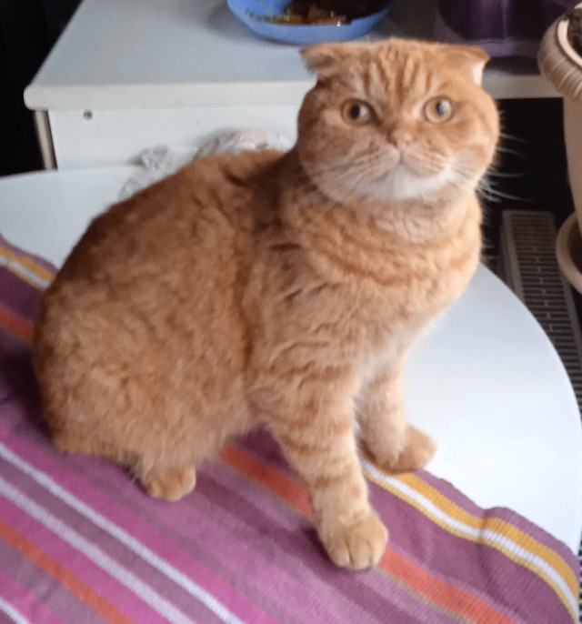 Котовторник 21.12.21