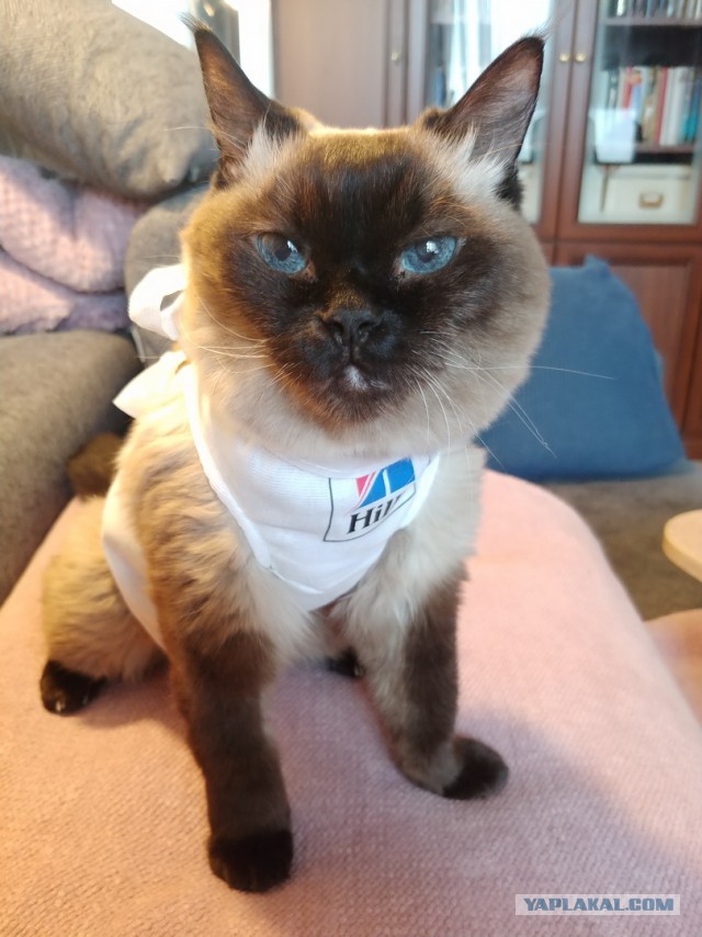Кошка