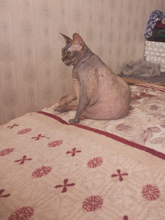 Первый домашний питомец к 40