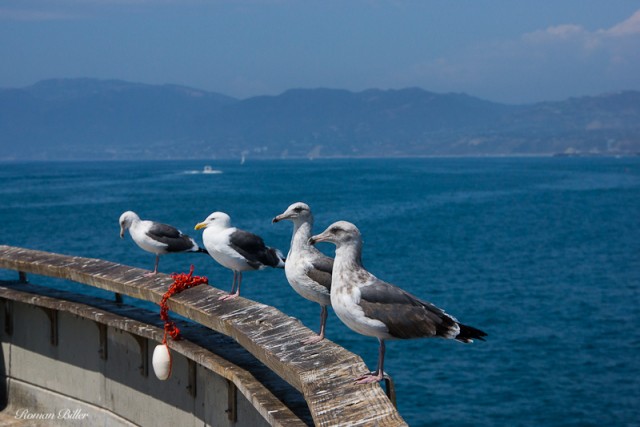 Калифорния.