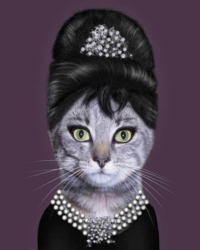 Рыцари коты