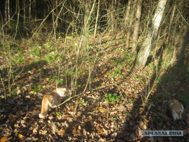 Жизнь домашнего приюта для котеек 419