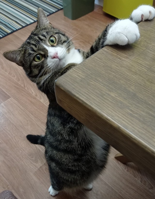 Мой котовторник