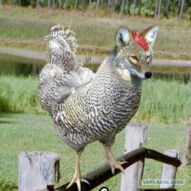 Это значит, что сегодня пятница