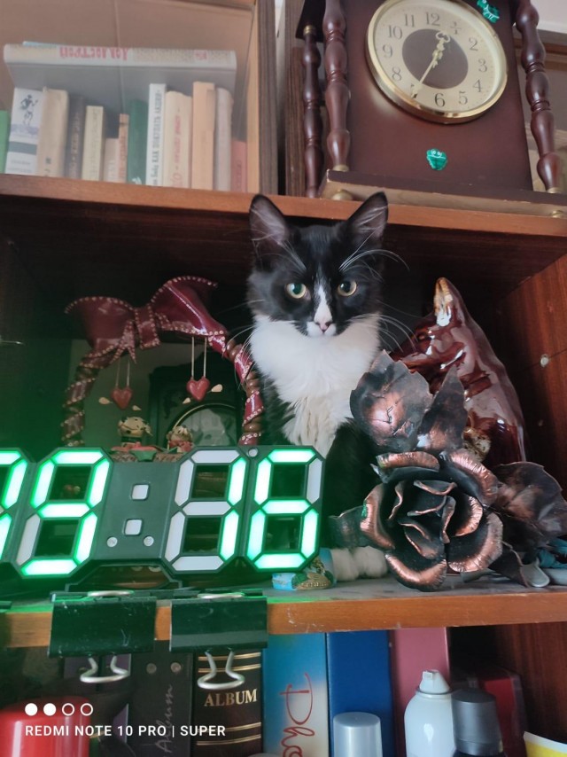 Мой Песдюк