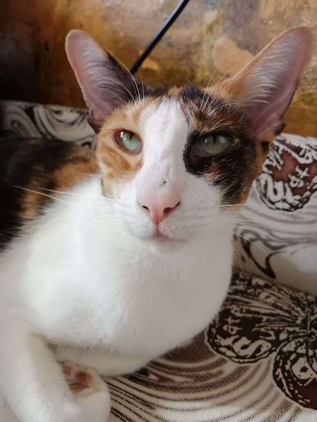Котовторник 17.01.23